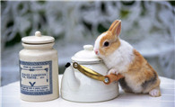 兔子绝育多少钱 根据各个地方不同价格也不同