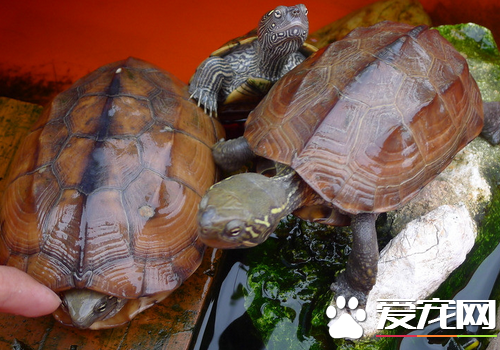 乌龟身上有油怎么办 把龟的食物换成鱼虾类