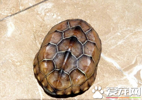 乌龟多少天喂一次 一般建议隔天喂一次