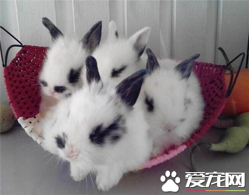 兔子得球虫病的症状 分泌物增多体温升高