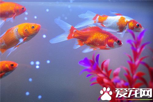 金鱼有什么寓意 金鱼是吉祥富有的象征