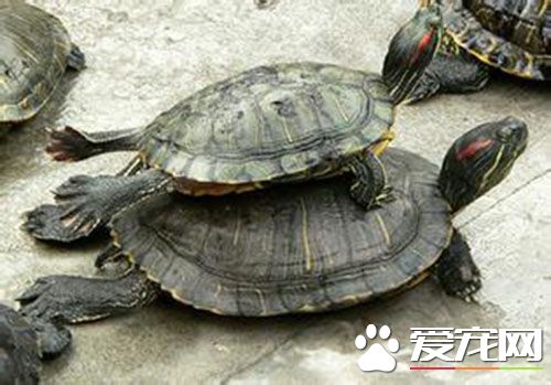 乌龟生病怎么办 乌龟十大疾病治疗及预防