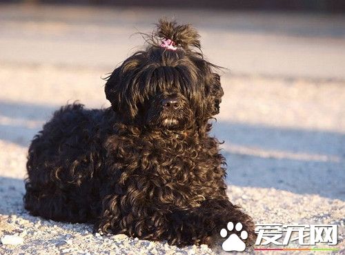 葡萄牙水犬价格 价格大约为1000到3000元