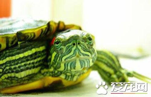 乌龟蜕皮怎么办 正常生长过程中生成新表皮