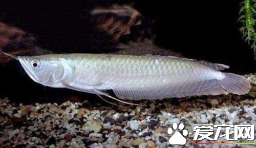 银龙鱼是淡水鱼吗 银龙鱼并不是淡水鱼