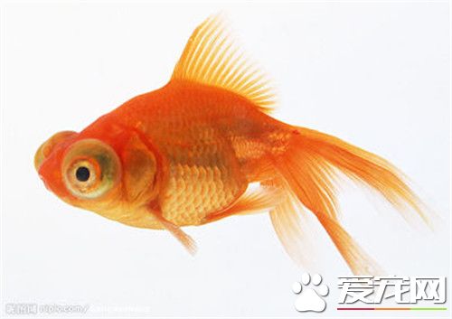 金鱼沉底是怎么回事 带你了解金鱼沉底