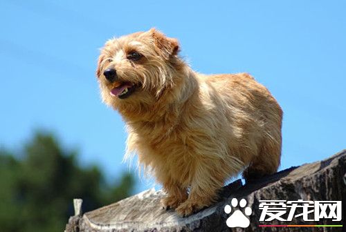 棕色带花小罗福梗价格 价格大约为1000到3000元