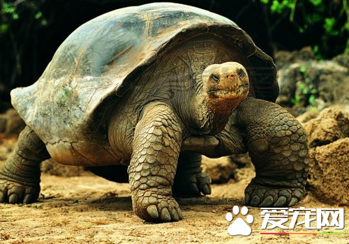 乌龟的喂养方法 乌龟饲养的饲料的选择
