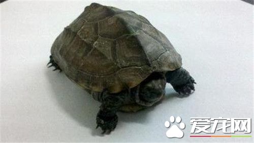 乌龟几天喂一次食 只需要两天喂一次即可