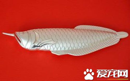 银龙鱼一般养几条 家里银龙鱼养几条好