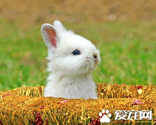 兔子得了脚皮炎怎么办 兔子脚皮炎的治疗方法