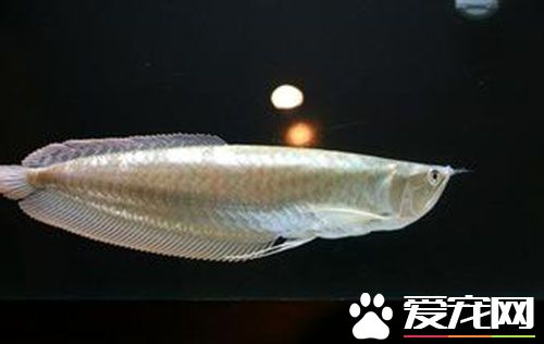 银龙鱼怎么繁殖 银龙鱼繁殖需要注意的事项