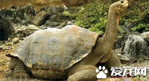 乌龟容易得什么病 乌龟最容易得的四种疾病