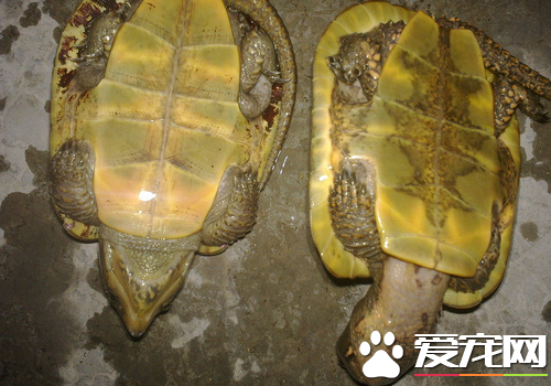 卧室里养龟好吗 乌龟在家养的注意事项