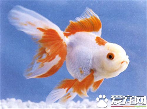 金鱼生活在哪里 金鱼的原产地在中国