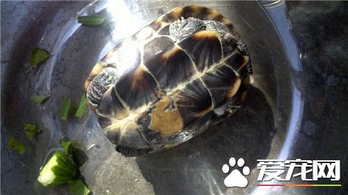 乌龟都吃什么食物 乌龟最喜欢吃的食物是小鱼