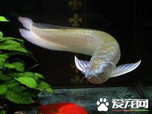 银龙鱼肠炎什么症状 患寄生虫引起的肠炎