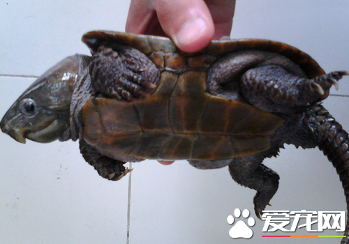 乌龟会生病吗 怎么养乌龟不容易生病