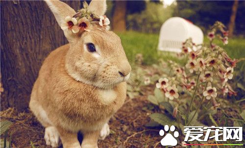 兔子不发情怎么办 可以采用中草药催情促孕