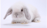 兔子取什么名字好听呢 给宠物兔子起名技巧