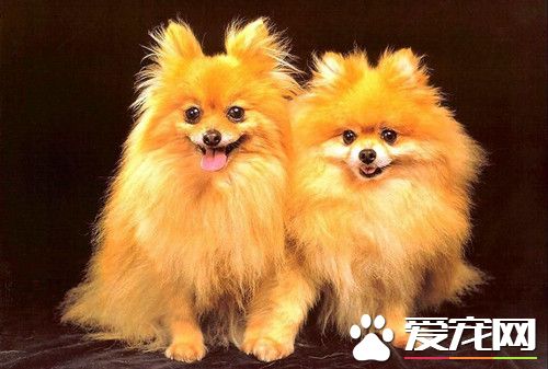 怎样饲养博美犬 喂食要定时定量营养要平衡
