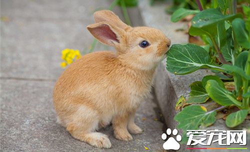 兔子拉血是怎么回事 兔子拉血可能是血尿