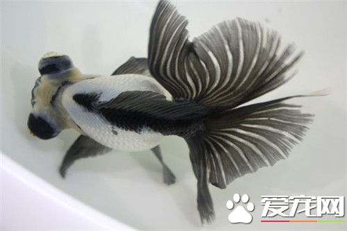 兰寿鱼好养么 了解什么金鱼会比较好养