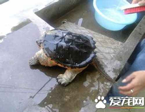 乌龟会退壳吗 乌龟半年到一年掉一次壳