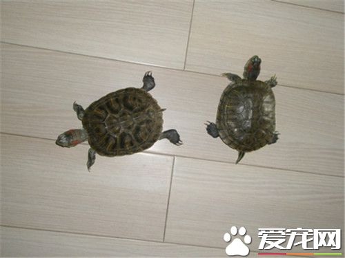 乌龟肠胃不好怎么办 检查饲育环境内乌龟的排泄物