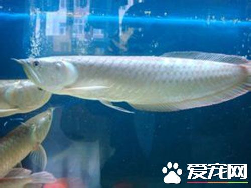 银龙鱼肠炎怎么办 银龙鱼患肠炎的原因