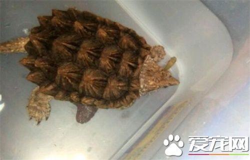 家里养鳄鱼龟好吗 饲养鳄鱼龟需要注意事项