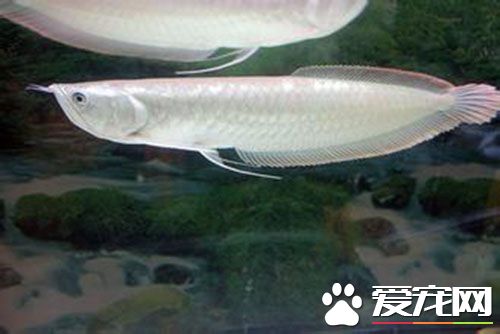 银龙鱼怎么分雌雄 银龙鱼怎么看公母