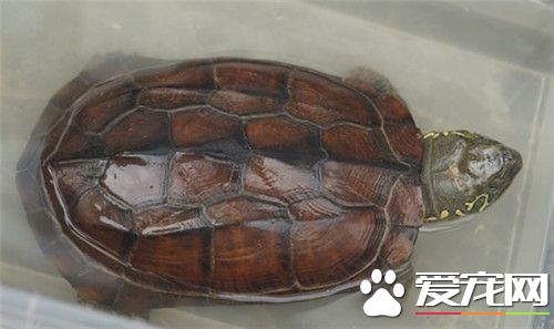 乌龟摔伤了怎么办 每天用云南白药粉涂伤口