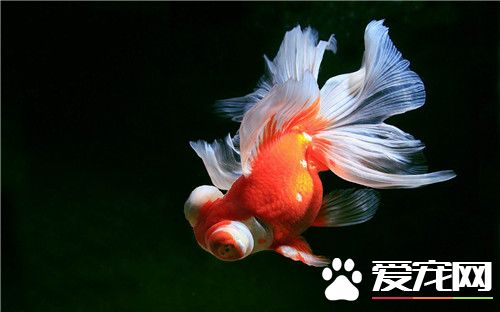 金鱼饲养方法 金鱼不同阶段饲养方式不同