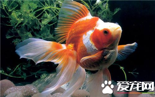 珍珠金鱼的价格 珍珠金鱼的价格并不高