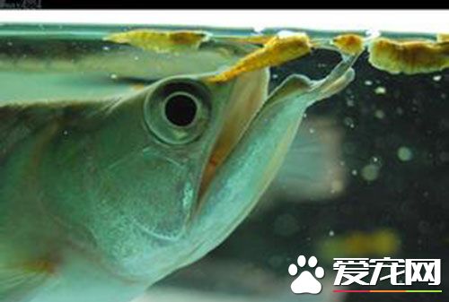 银龙鱼有多大 告诉你银龙鱼可以能长多长