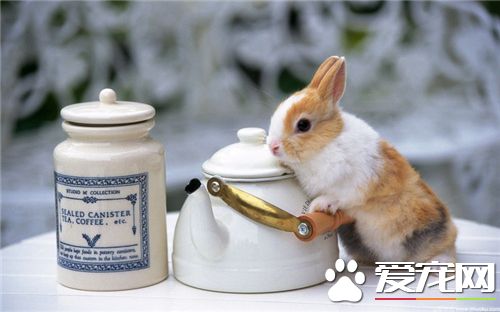 兔子绝育多少钱 根据各个地方不同价格也不同