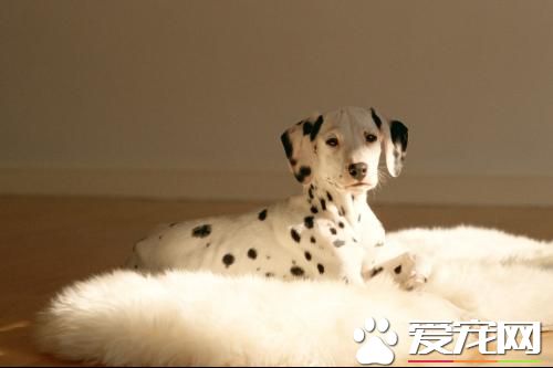 最便宜的大麦町犬价格 价格普遍在两千左右