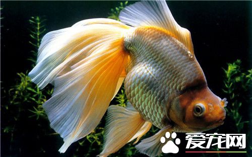 家庭金鱼怎么养 教你怎么样养好金鱼
