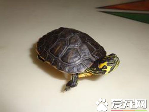 乌龟蜕皮不吃东西 巴西龟蜕皮怎么办