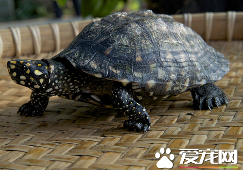 乌龟胀气怎么办 乌龟胀气要做什么检查