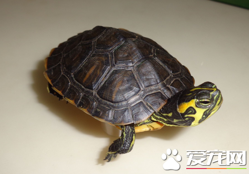 乌龟快死了怎么办 放在阳台上晒晒太阳