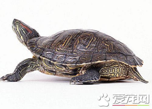 养龟与疾病防治 鼻冒泡口经常张开可视为感冒