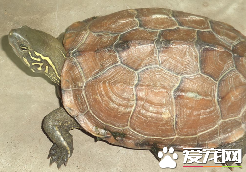 野生乌龟吃什么东西 野生乌龟可喂食小鱼