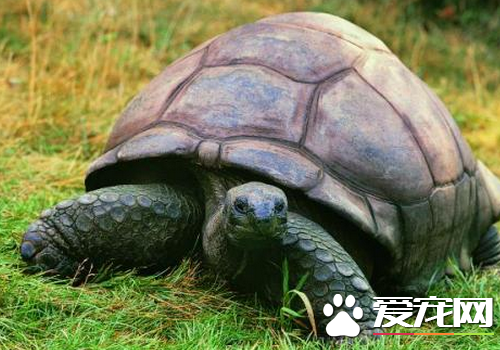 什么人不能养龟 龟属火所以要火的人可以养龟