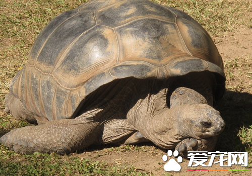 在家养龟好不好 在家养龟可以提高生活品味