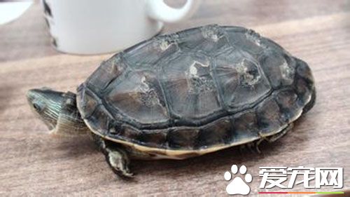 乌龟摔了怎么办 判断龟整体情况迅速下决定