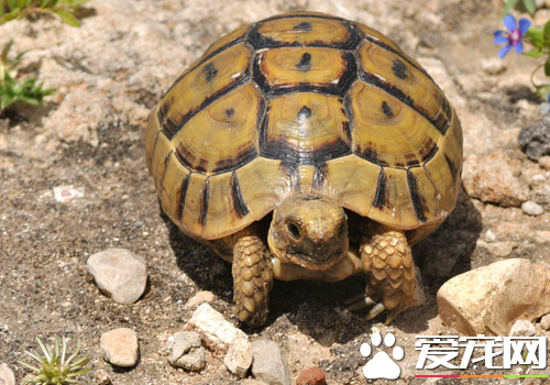 家庭养龟好不好 家庭养龟的四大好处