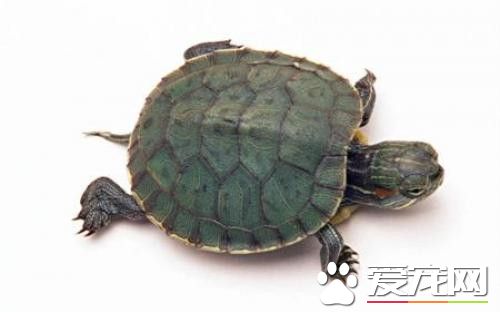 乌龟多少钱一只 一般的乌龟也就十元左右