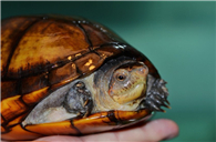 红面蛋龟怎么养呢 红面蛋龟该怎么饲养